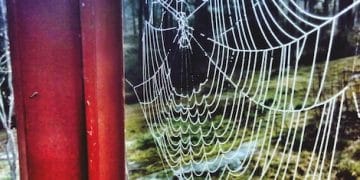 Comic Book Investing: Top 10 Comics Set to Double by 2030 - Cover Image